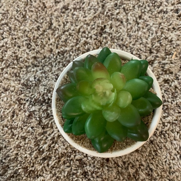 Cute patterned Succulent! (Fake) - Picture 2 of 2